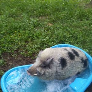 Meet your Posher, Blu